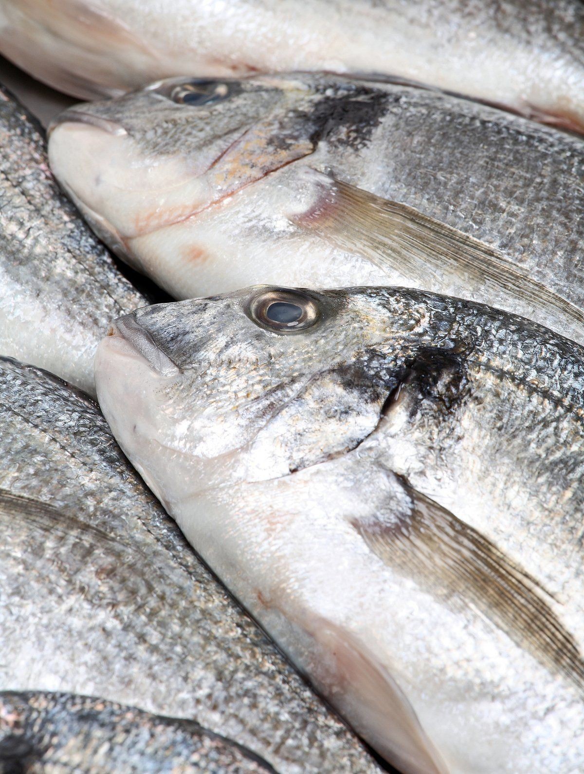 金鯧魚和銀鯧魚哪個好