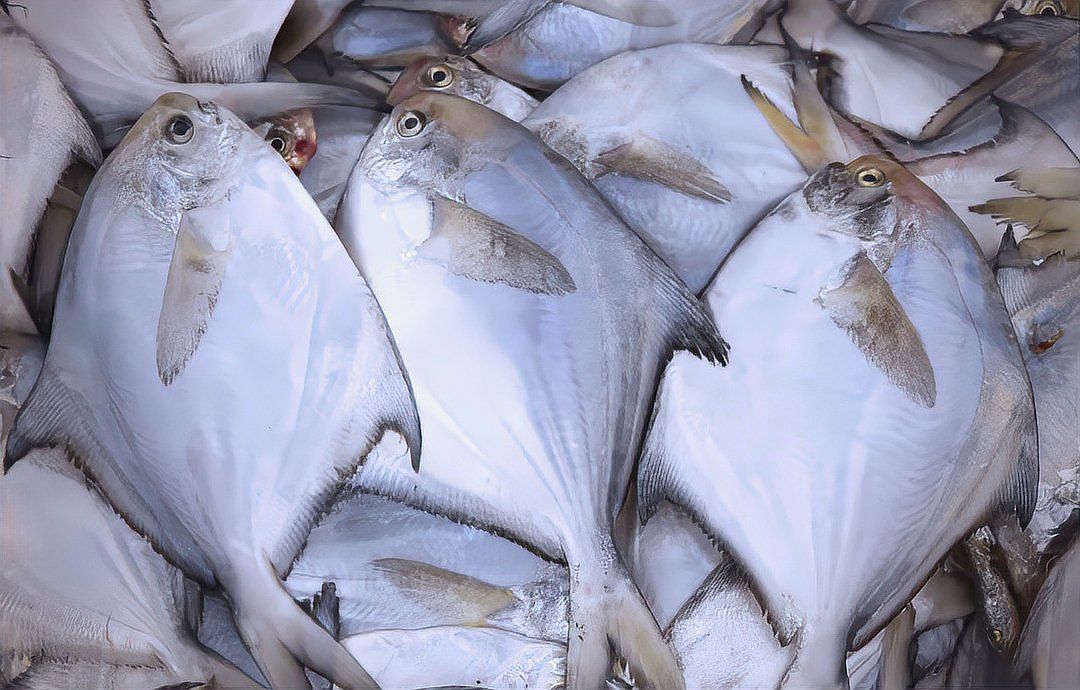 金鯧魚和銀鯧魚哪個好