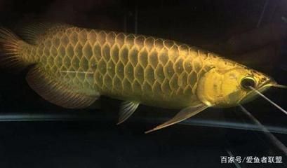 龍魚一直在底層游：龍魚在水族缸中總是停留在水族箱底部，這可能與它們有關