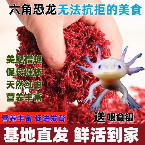小恐龍魚吃什么長大的食物圖片