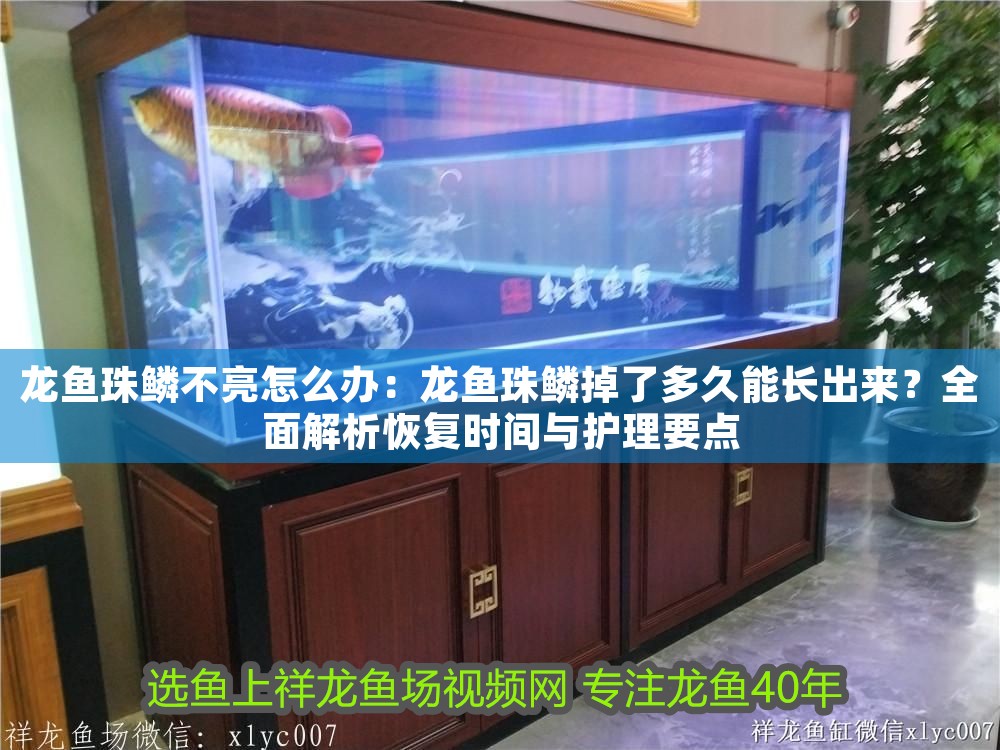 龍魚珠鱗不亮怎么辦：龍魚珠鱗掉了多久能長出來？全面解析恢復(fù)時(shí)間與護(hù)理要點(diǎn)