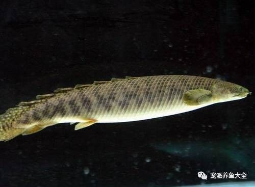 黃花恐龍魚和大花恐龍魚的區別圖片