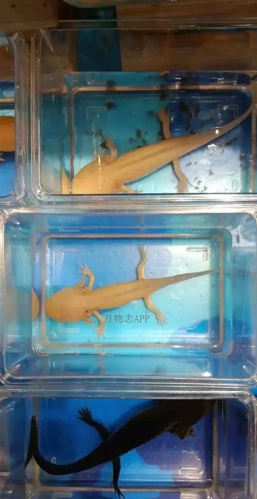 黃花恐龍魚和大花恐龍魚的區別圖片
