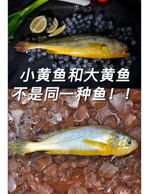 黃花恐龍魚和大花恐龍魚的區別圖片