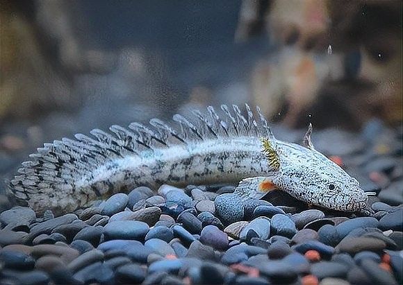 黃花恐龍魚和大花恐龍魚的區別圖片