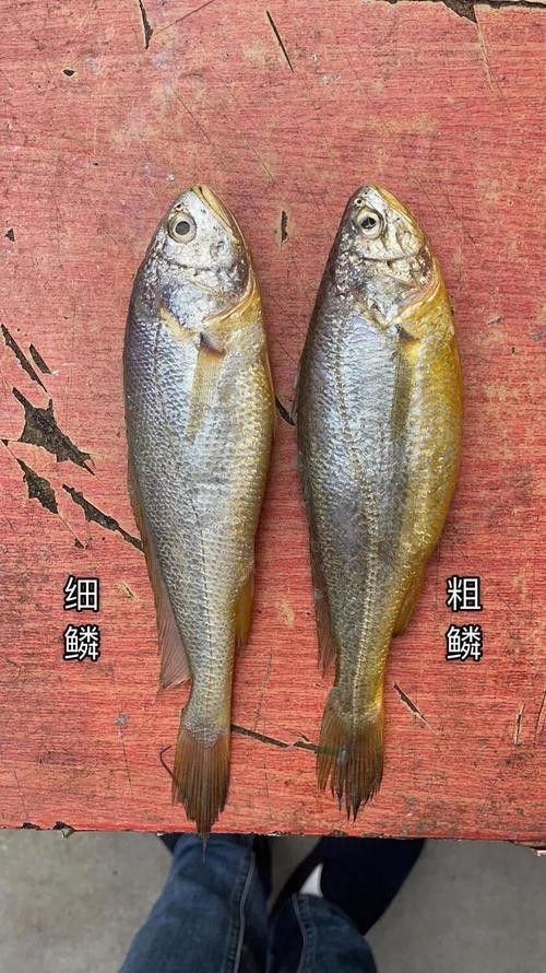 黃花恐龍魚和大花恐龍魚的區別圖片