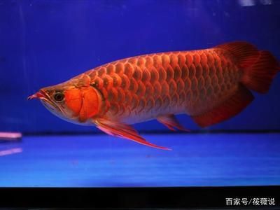 紅龍魚的顏色是什么顏色（紅龍魚發色的各階段） 紅龍魚的顏色是什么顏色（紅龍魚發色的各階段） 龍魚百科 第2張