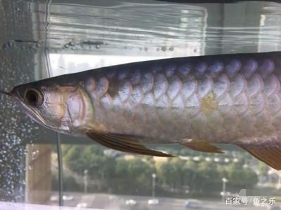 金龍魚掉了10片鱗：金龍魚掉了10片鱗怎么辦