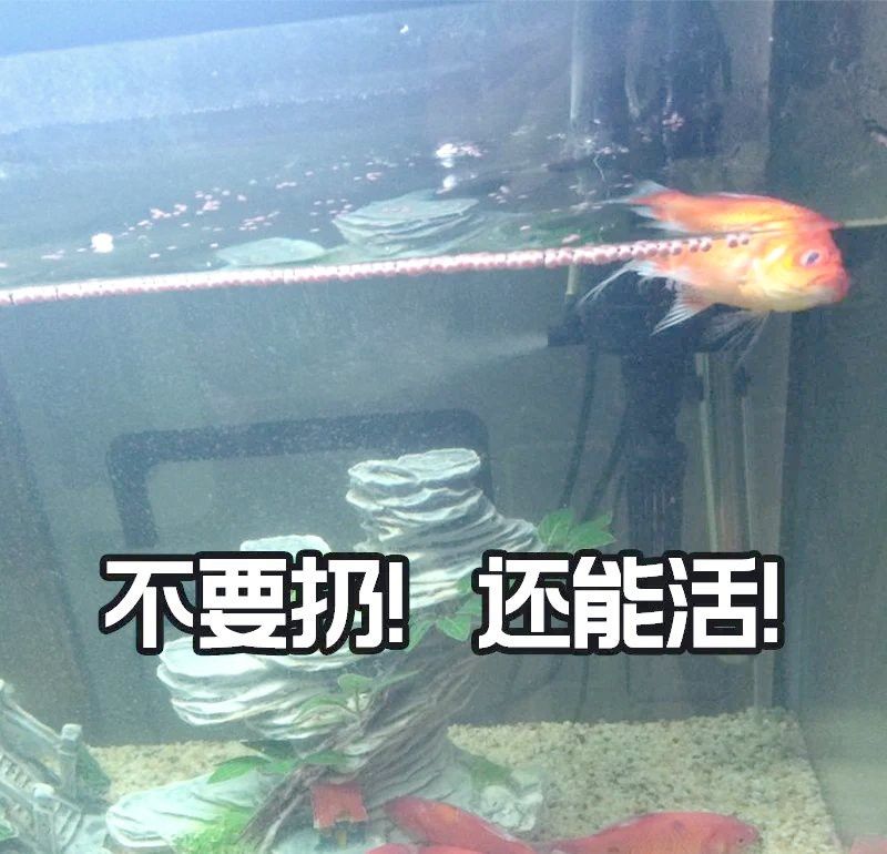 如何預防小火龍魚窒息？
