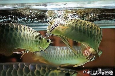 龍魚兩個(gè)月不吃食怎么辦
