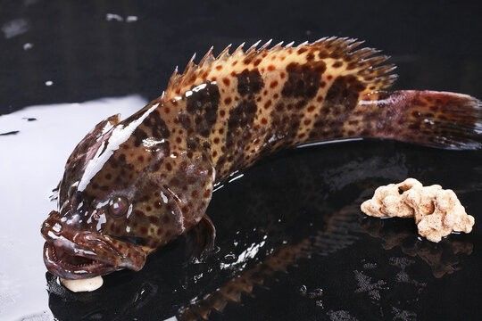 龍魚頭上發黑