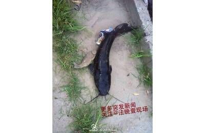 黑色長魚，是什么魚像龍魚：“黑色長魚，像龍魚”，我們可以推測您可能指的是黑骨舌魚