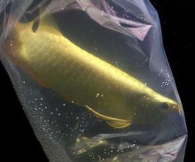 賣龍魚的利潤可以高達數十萬元人民幣：賣龍魚利潤大嗎多少錢
