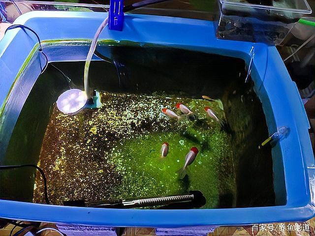 新手如何挑選到健康和高品質(zhì)的龍魚,新手如何選購龍魚：如何挑選一條高品質(zhì)龍魚