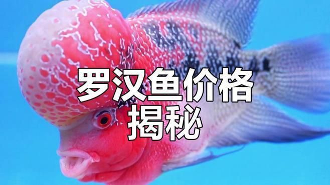 羅漢魚哪個品種最值錢