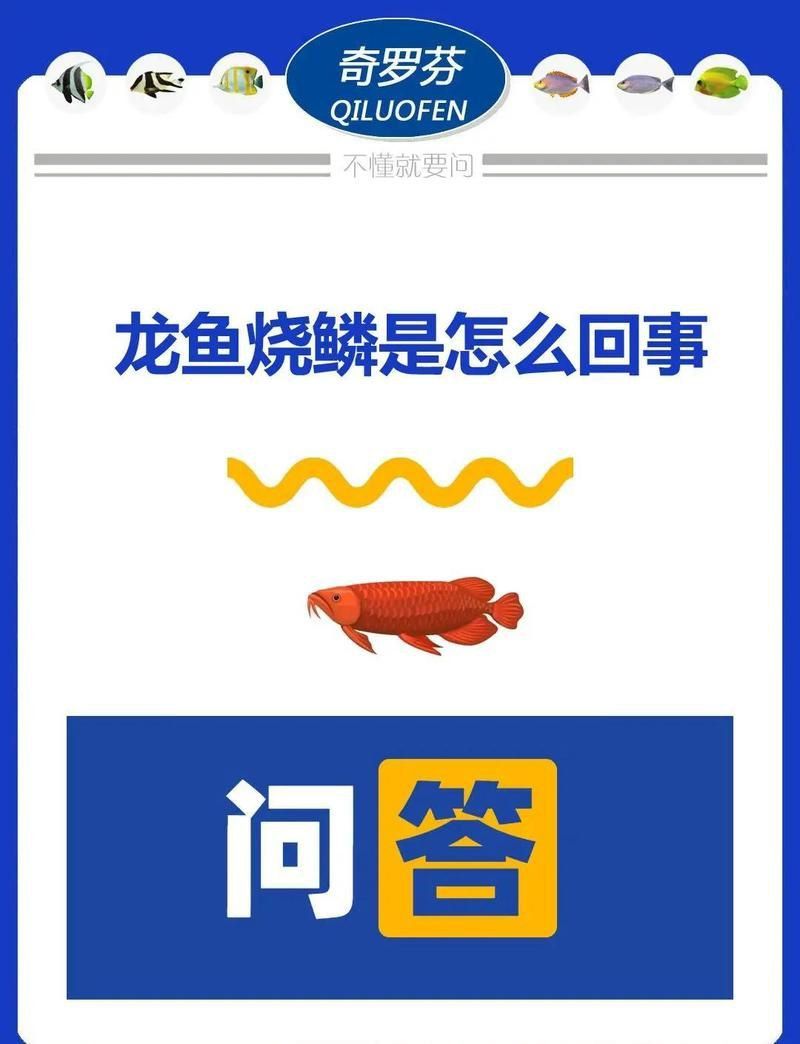龍魚炸鱗的解決方法