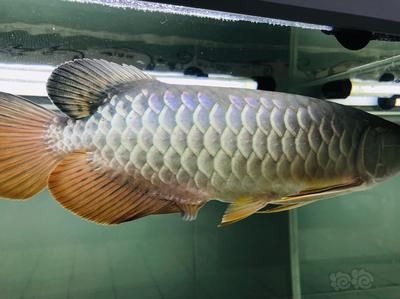 天涯明月刀金龍魚怎么釣 天涯明月刀金龍魚怎么釣 龍魚百科 第2張