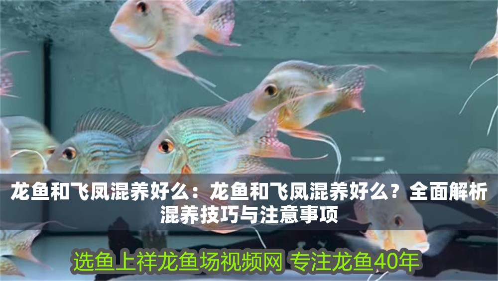 龍魚和飛鳳混養(yǎng)好么：龍魚和飛鳳混養(yǎng)好么？全面解析混養(yǎng)技巧與注意事項