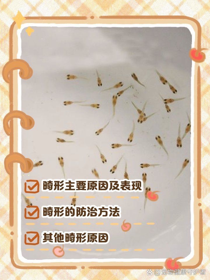 如何降低金龍魚苗的畸形率？