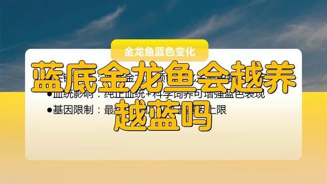 哪些因素會影響古典藍底過背金龍魚的發色？