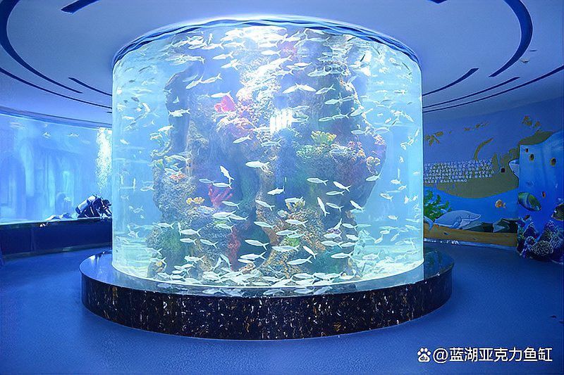 哪些材質的龍擺件適合放在魚缸中？