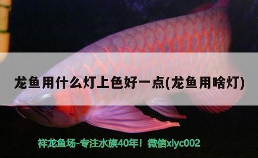 龍魚用什么燈光好養(yǎng)護(hù)：如何選擇和使用燈光來養(yǎng)好龍魚的一些關(guān)鍵信息