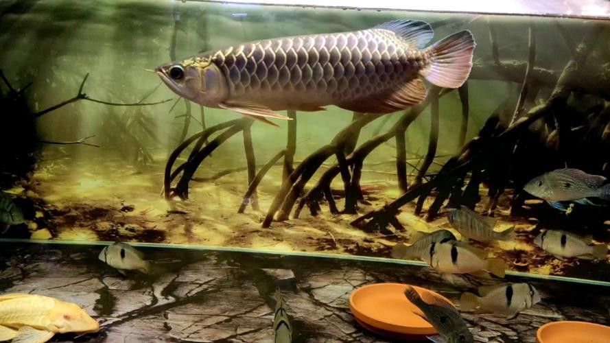巨型金龍魚圖片高清大圖