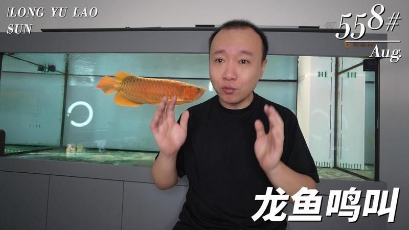龍魚叫是什么預兆