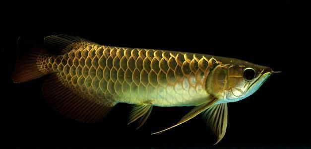 龍魚叫是什么預兆