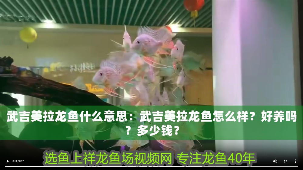 武吉美拉龍魚什么意思：武吉美拉龍魚怎么樣？好養(yǎng)嗎？多少錢？