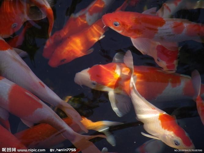 龍鳳魚圖片