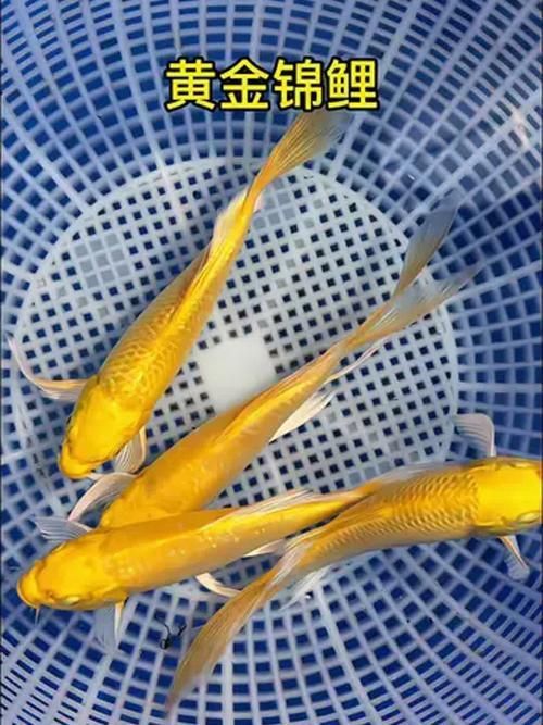 龍鳳魚圖片