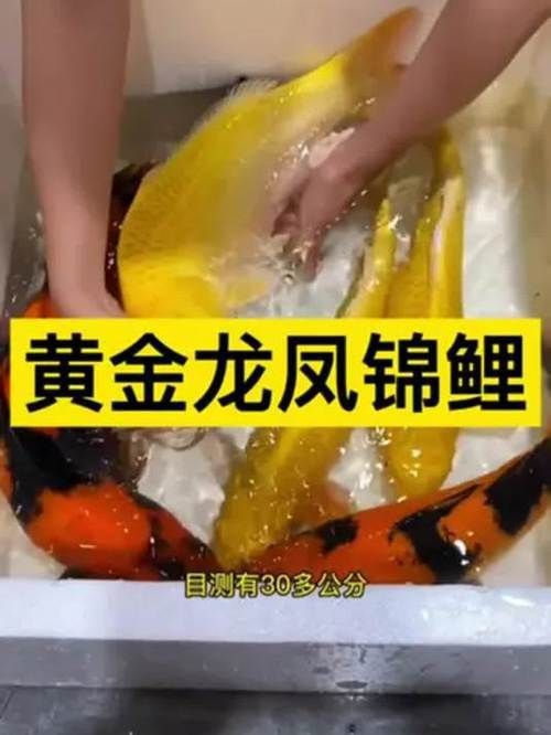 龍鳳魚圖片