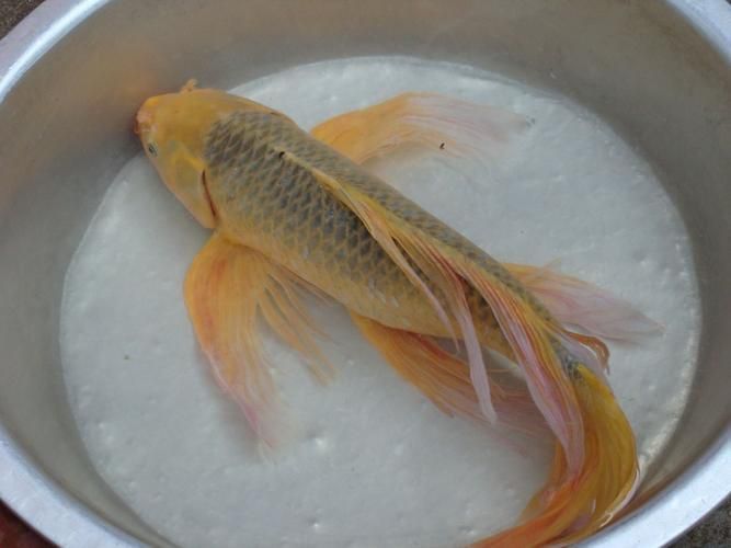 龍鳳魚圖片