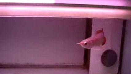 挑選龍魚幼苗需要考慮多方面，包括魚的色彩、體型、健康程度等：如何挑選龍魚幼苗