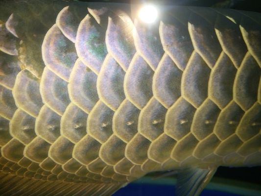 紅龍魚吃海蝦好還是吃河蝦好呢（紅龍魚吃海蝦好還是吃河蝦好呢視頻）
