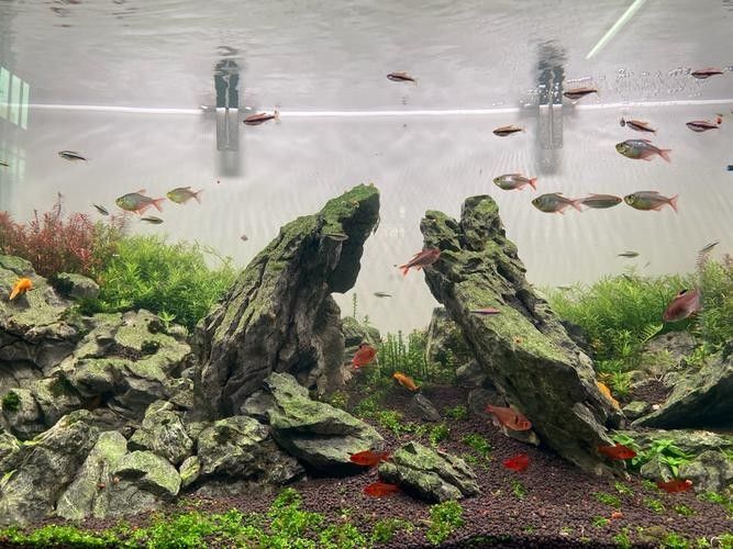 龍魚缸石頭造景圖片高清