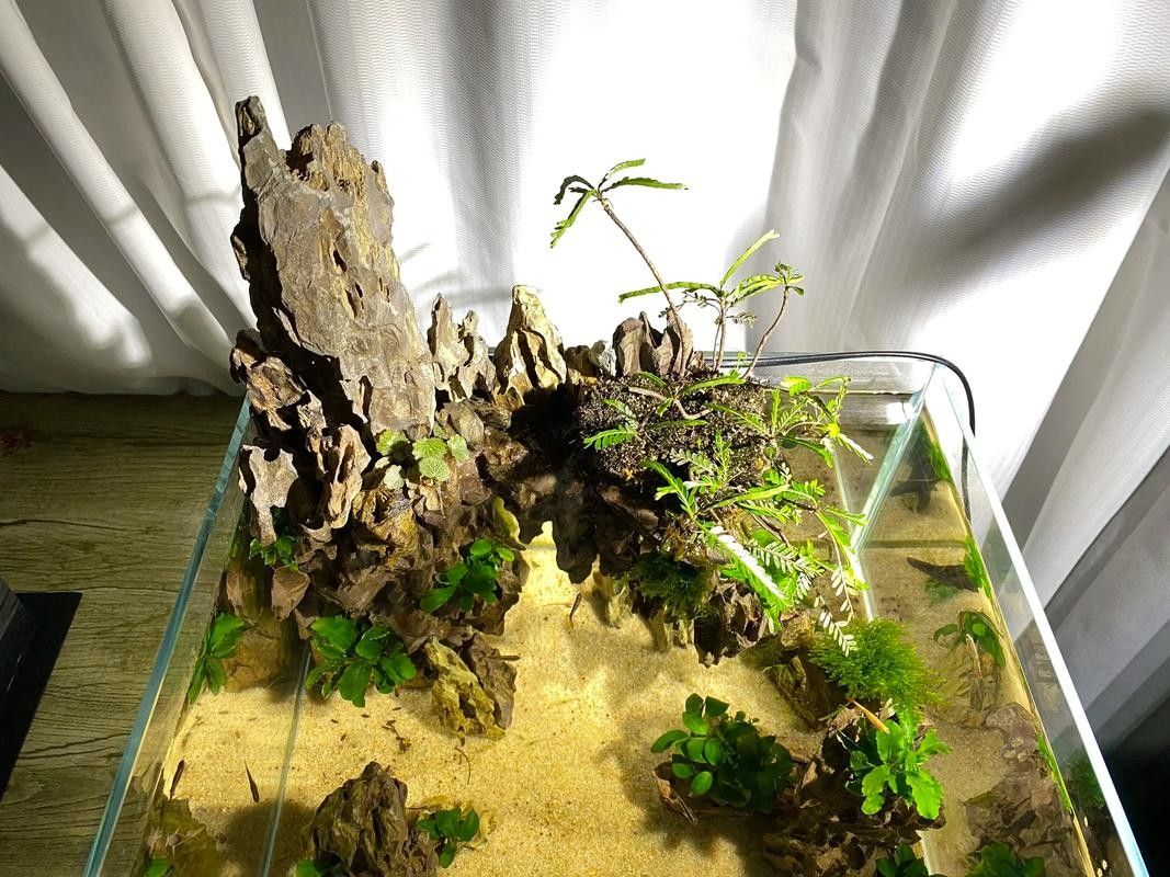 龍魚缸石頭造景圖片高清