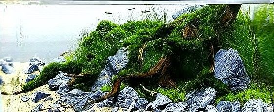 龍魚缸石頭造景圖片高清