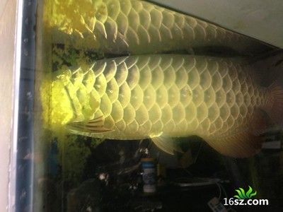 龍魚身上脫膜了：龍魚身上脫膜怎么辦
