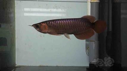 龍魚苗子吃什么：龍魚苗子吃什么龍魚苗子在不同的生長階段需要不同的食物來滿足其營養需求