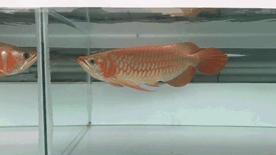 龍魚是哪個國家的品種（龍魚是一種原產于中國的淡水觀賞魚）