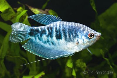 龍魚多大能繁殖：龍魚的繁殖年齡