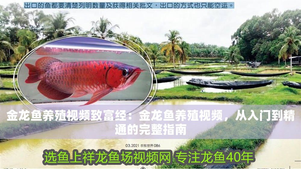 金龍魚養殖視頻致富經：金龍魚養殖視頻，從入門到精通的完整指南