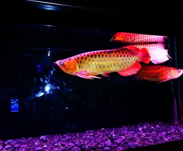 養2條龍魚好嗎（養兩條龍魚合適取決于多個因素）