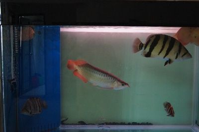 養2條龍魚好嗎（養兩條龍魚合適取決于多個因素）