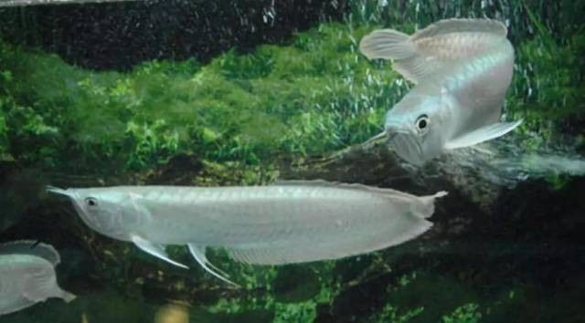 銀龍魚母魚有什么特征嗎