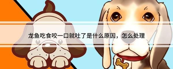龍魚咬一口就吐不吃東西：龍魚出現咬一口就吐不吃東西的情況，可能是這幾個因素引起的