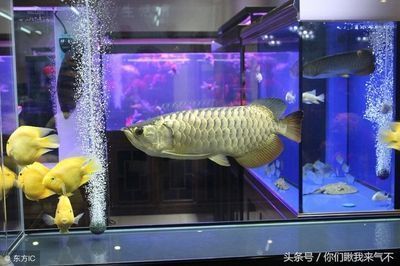 家養金龍魚可以嗎風水（金龍魚的風水禁忌）