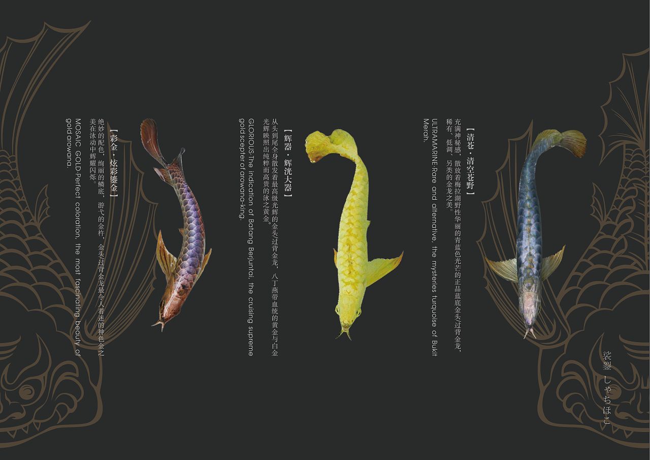 印尼加里曼丹紅龍魚價格：印尼加里曼丹紅龍魚價格受多種因素影響價格差異巨大